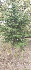 Cedrus
