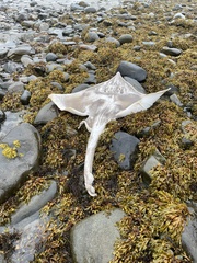 Dipturus intermedius