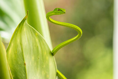 Ahaetulla prasina