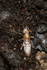 Pogonognathellus longicornis