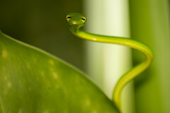 Ahaetulla prasina