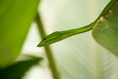 Ahaetulla prasina