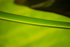 Ahaetulla prasina