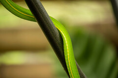 Ahaetulla prasina