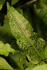 Rumex sanguineus