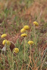 Lasiosiphon kraussianus