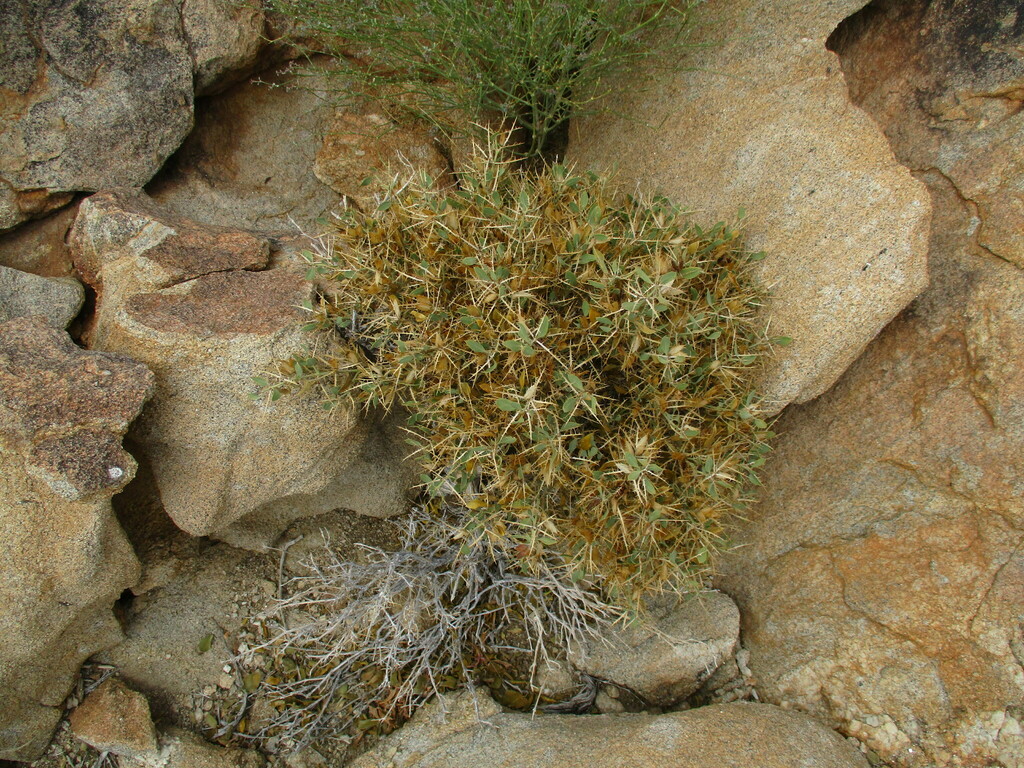 Barleria merxmuelleri