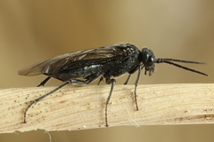 Dolerus nitens
