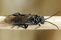 Dolerus nitens