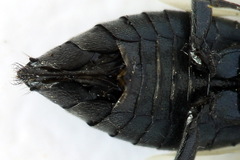 Dolerus nitens