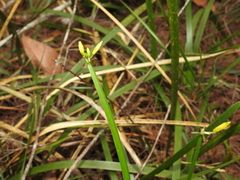 Tricoryne anceps