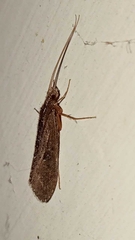Hydrobiosidae