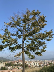 Platanus orientalis
