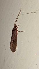 Hydrobiosidae