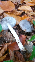Tricholoma sciodes