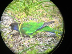 Barnardius zonarius semitorquatus