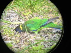 Barnardius zonarius semitorquatus