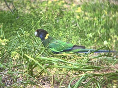 Barnardius zonarius semitorquatus