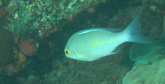Scolopsis ciliata