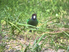 Barnardius zonarius semitorquatus