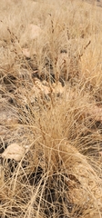 Coleochloa setifera