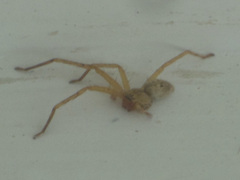 Sparassidae