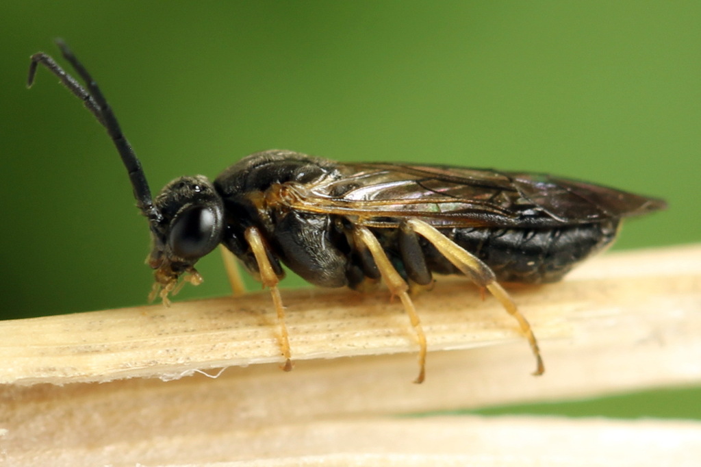 Pristiphora pseudogeniculata