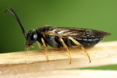 Pristiphora pseudogeniculata