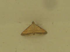 Cnaphalocrocis