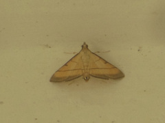 Cnaphalocrocis