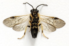 Pristiphora pseudogeniculata