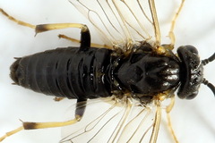 Pristiphora pseudogeniculata