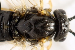 Pristiphora pseudogeniculata