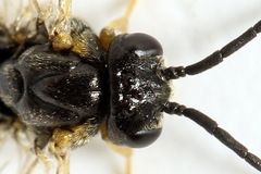 Pristiphora pseudogeniculata