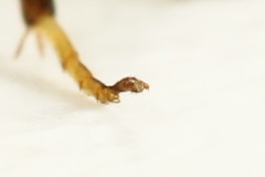 Pristiphora pseudogeniculata