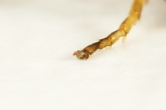 Pristiphora pseudogeniculata