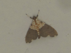 Agrotera
