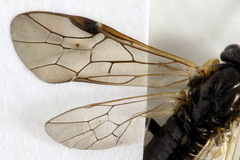 Pristiphora pseudogeniculata