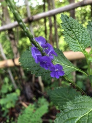 Stachytarpheta jamaicensis