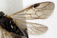 Pristiphora pseudogeniculata