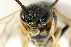 Pristiphora pseudogeniculata