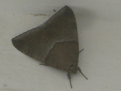 Achaea