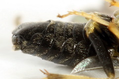 Pristiphora pseudogeniculata