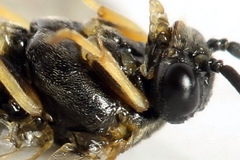 Pristiphora pseudogeniculata