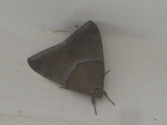 Achaea