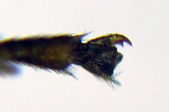 Pristiphora pseudogeniculata