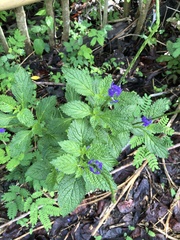 Stachytarpheta jamaicensis