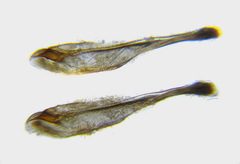 Pristiphora pseudogeniculata