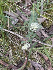 Pimelea