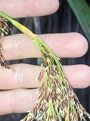 Machaerina sinclairii